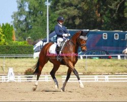 dressage horse Don Rivero (Bavarian, 2010, from Don Diamond)