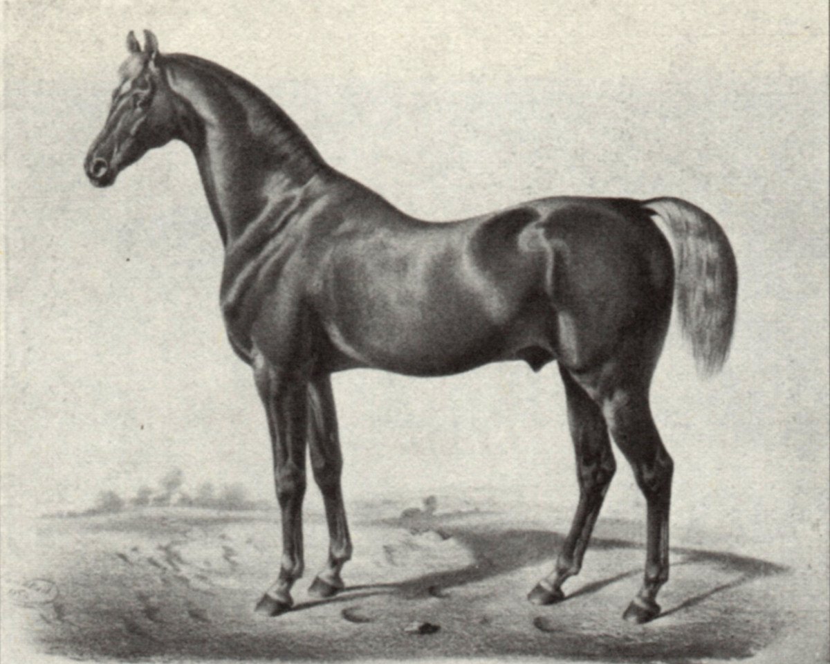 stallion Young Confederate xx (Thoroughbred, 1834, from Confederate xx)
