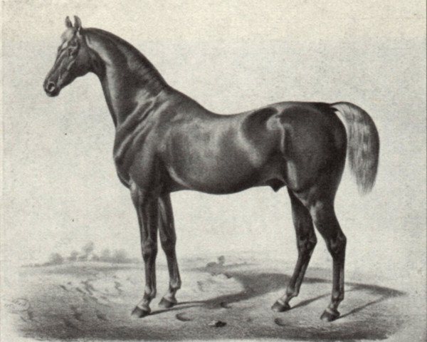 stallion Young Confederate xx (Thoroughbred, 1834, from Confederate xx)