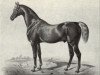 stallion Young Confederate xx (Thoroughbred, 1834, from Confederate xx)