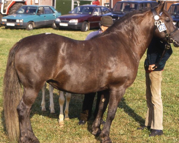 broodmare Ingrid (Black Forest Horse, 1980, from Diktator)
