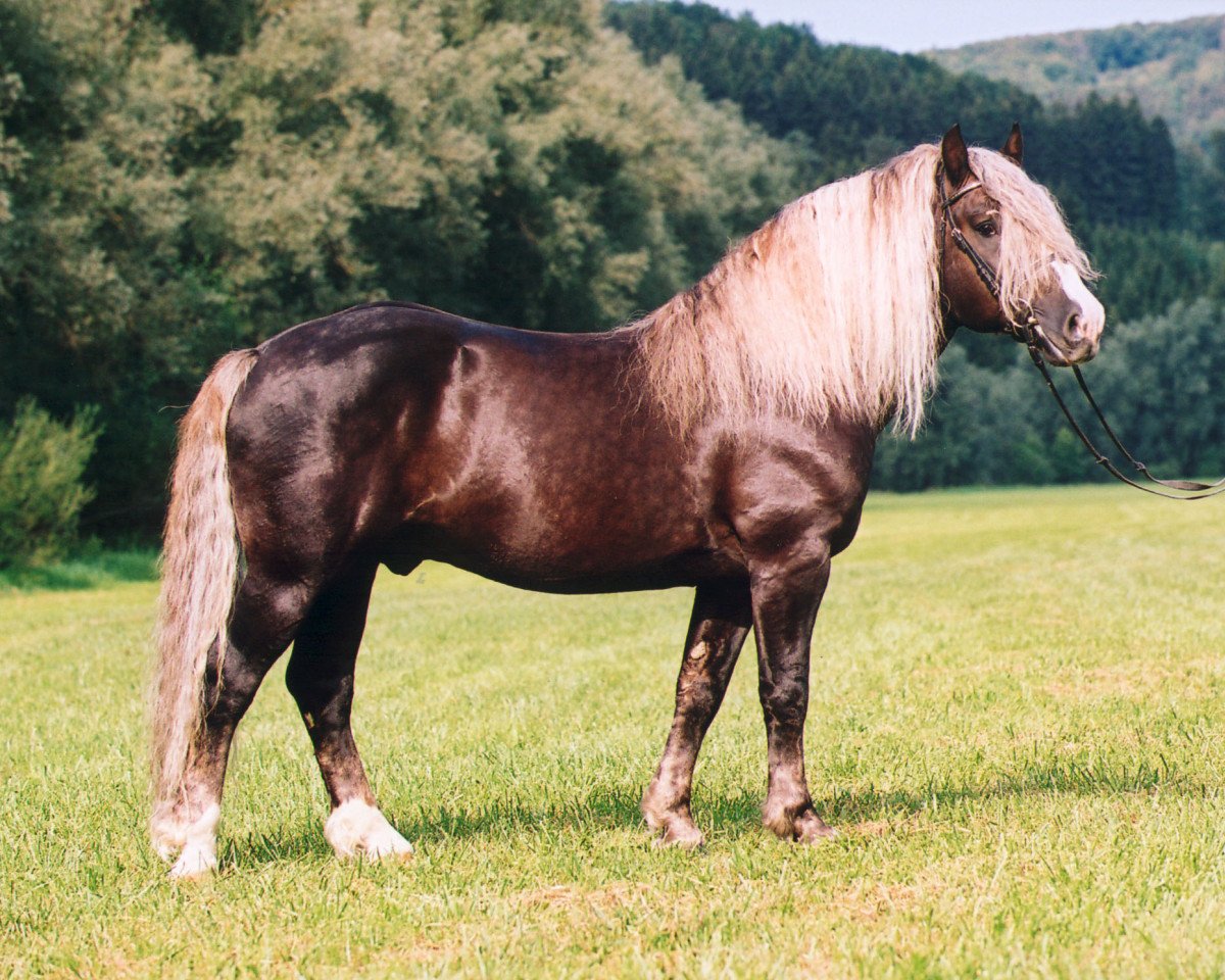 Deckhengst Respekt (Deutsches Sportpferd, 1996, von Retter)
