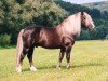 stallion Respekt (German Sport Horse, 1996, from Retter)
