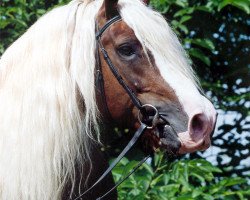 stallion Wico (Black Forest Horse, 1993, from Wido)