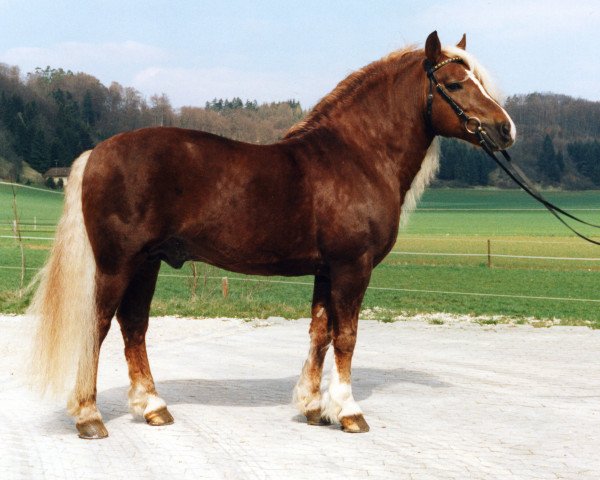 stallion Meran (Black Forest Horse, 1988, from Merian 224)