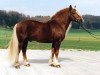 stallion Meran (Black Forest Horse, 1988, from Merian 224)