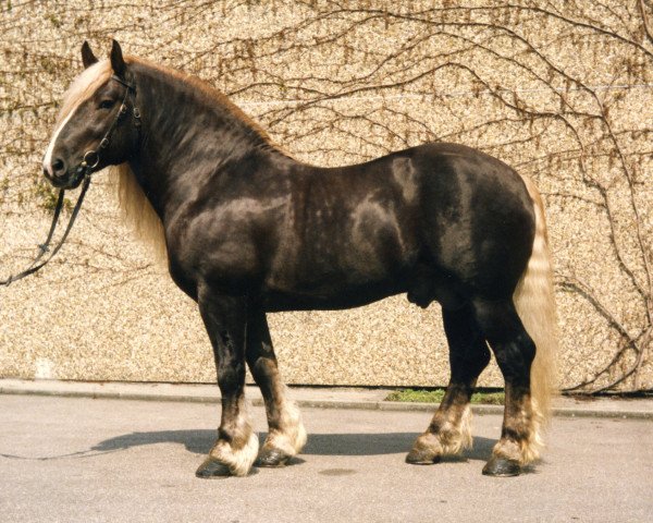 stallion Duden (Black Forest Horse, 1979, from Diktator)