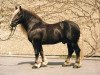 stallion Duden (Black Forest Horse, 1979, from Diktator)