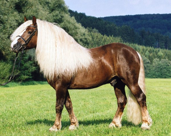 stallion Wilddieb (Black Forest Horse, 1995, from Wido)