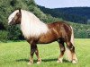 stallion Wilddieb (Black Forest Horse, 1995, from Wido)