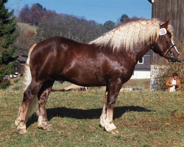 stallion Diflor (Black Forest Horse, 1987, from Dirk)