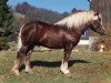 stallion Diflor (Black Forest Horse, 1987, from Dirk)