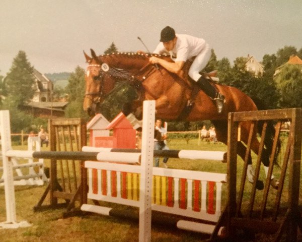 horse Mino (Noble Warmblood, 1978, from Mio xx 1244)