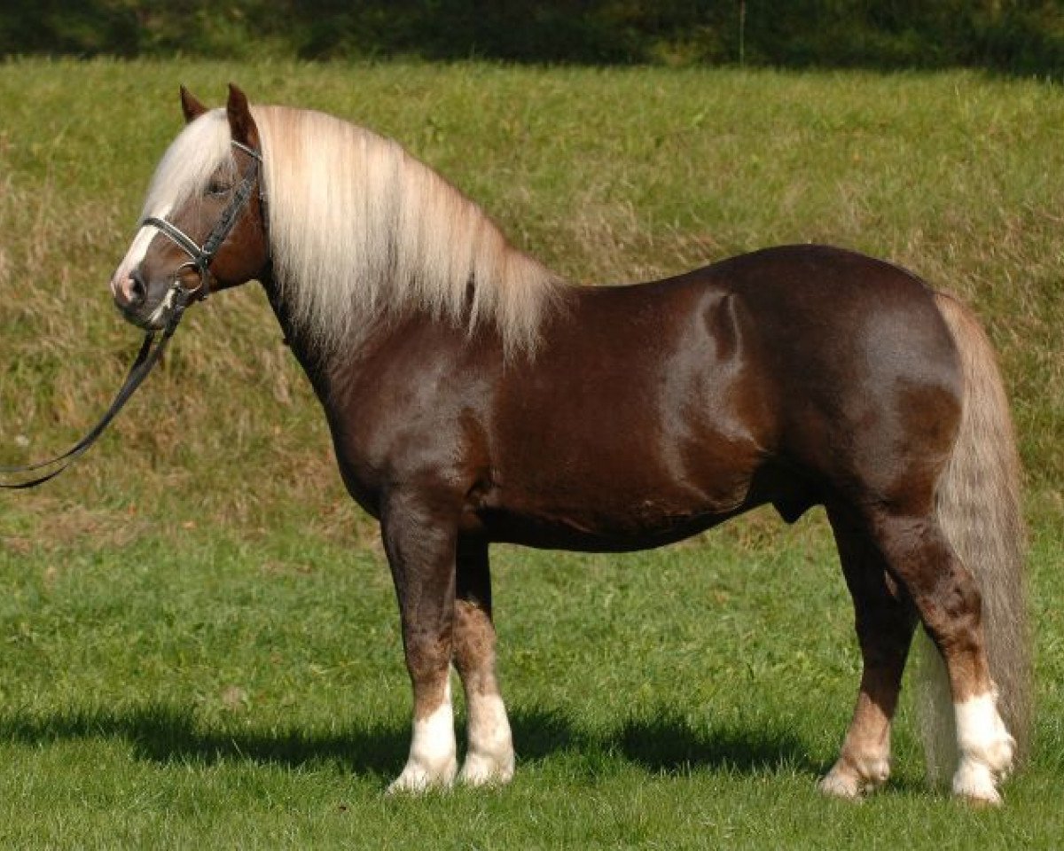 Deckhengst Modest (Schwarzwälder Kaltblut, 1992, von Moritz)