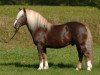 stallion Modest (Black Forest Horse, 1992, from Moritz)