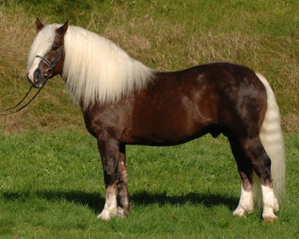 stallion Mönchberg (Black Forest Horse, 2001, from Montan)