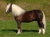 stallion Mönchberg (Black Forest Horse, 2001, from Montan)