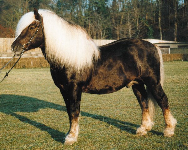 stallion Mergel (Black Forest Horse, 1984, from Merkur)