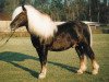 stallion Mergel (Black Forest Horse, 1984, from Merkur)