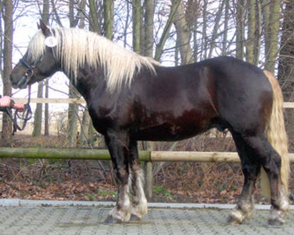 dressage horse Moritz (German Riding Pony, 2005, from Milan)