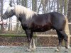 dressage horse Moritz (German Riding Pony, 2005, from Milan)