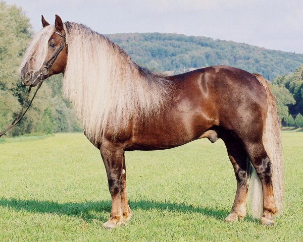 horse Dachsberg (Black Forest Horse, 1994, from Dirk)