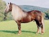 stallion Dachsberg (Black Forest Horse, 1994, from Dirk)