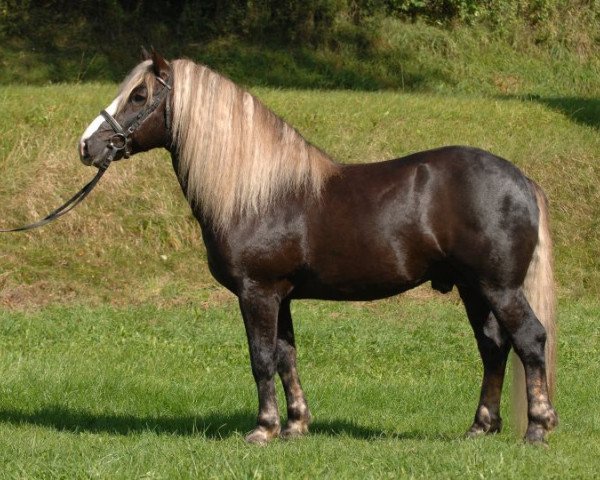 stallion Ravelsberg (Black Forest Horse, 2002, from Ravel)