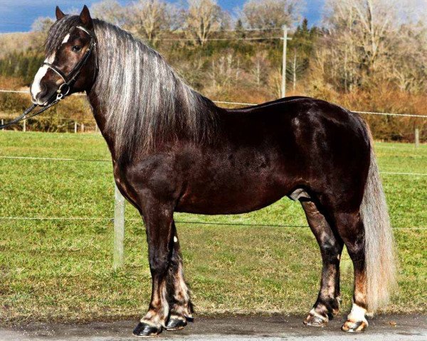 stallion Domingo (Black Forest Horse, 2005, from Dachsberg)