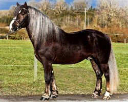 stallion Domingo (Black Forest Horse, 2005, from Dachsberg)