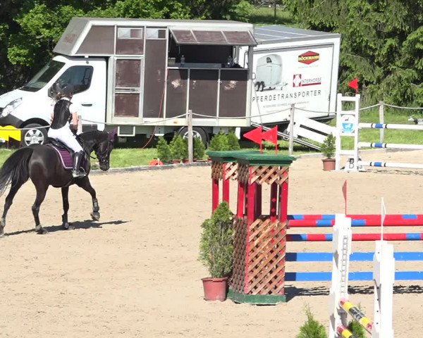 Reitturnier Fehraltorf 2019