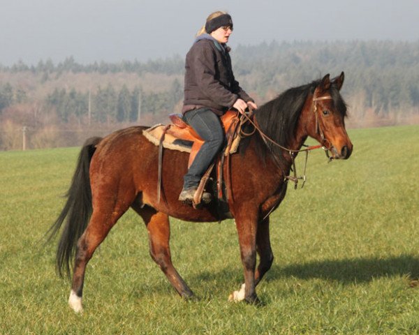 horse Erton (Arabian thoroughbred, 2013, from Kahil Al Shaqab ox)