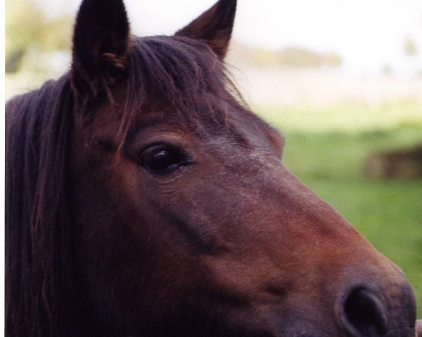 broodmare Flora (German Riding Pony, 1983)