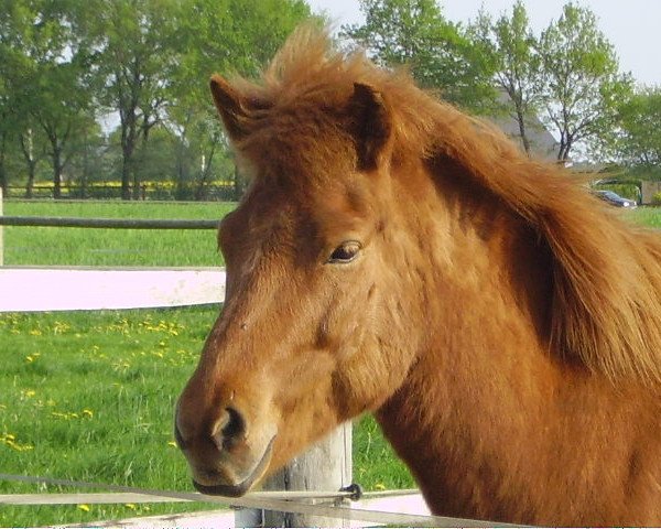 horse Sörli vom Wildenburg-Hofstadt (Iceland Horse, 1998, from Blossi von Roetgen)