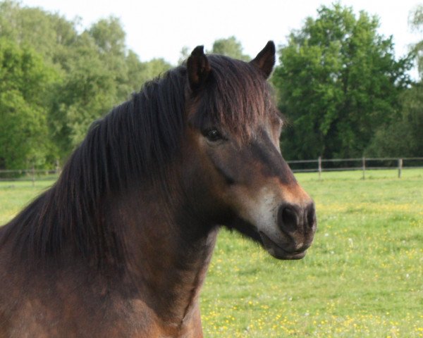 Pferd Skuggi Wildenburg-Hofstadt (Islandpferd, 1998, von Blossi von Roetgen)