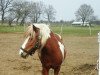 Zuchtstute Rocksi (Dt.Part-bred Shetland Pony, 2008)