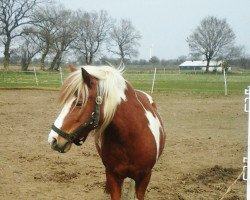 broodmare Rocksi (Dt.Part-bred Shetland pony, 2008)