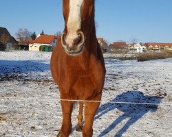 Springpferd Bagira II (Deutsches Sportpferd, 2012, von Balou du Rouet)