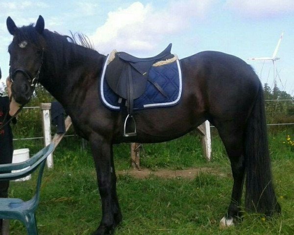 dressage horse Sue (Welsh-Cob (Sek. D), 2010, from Menai The Rector)