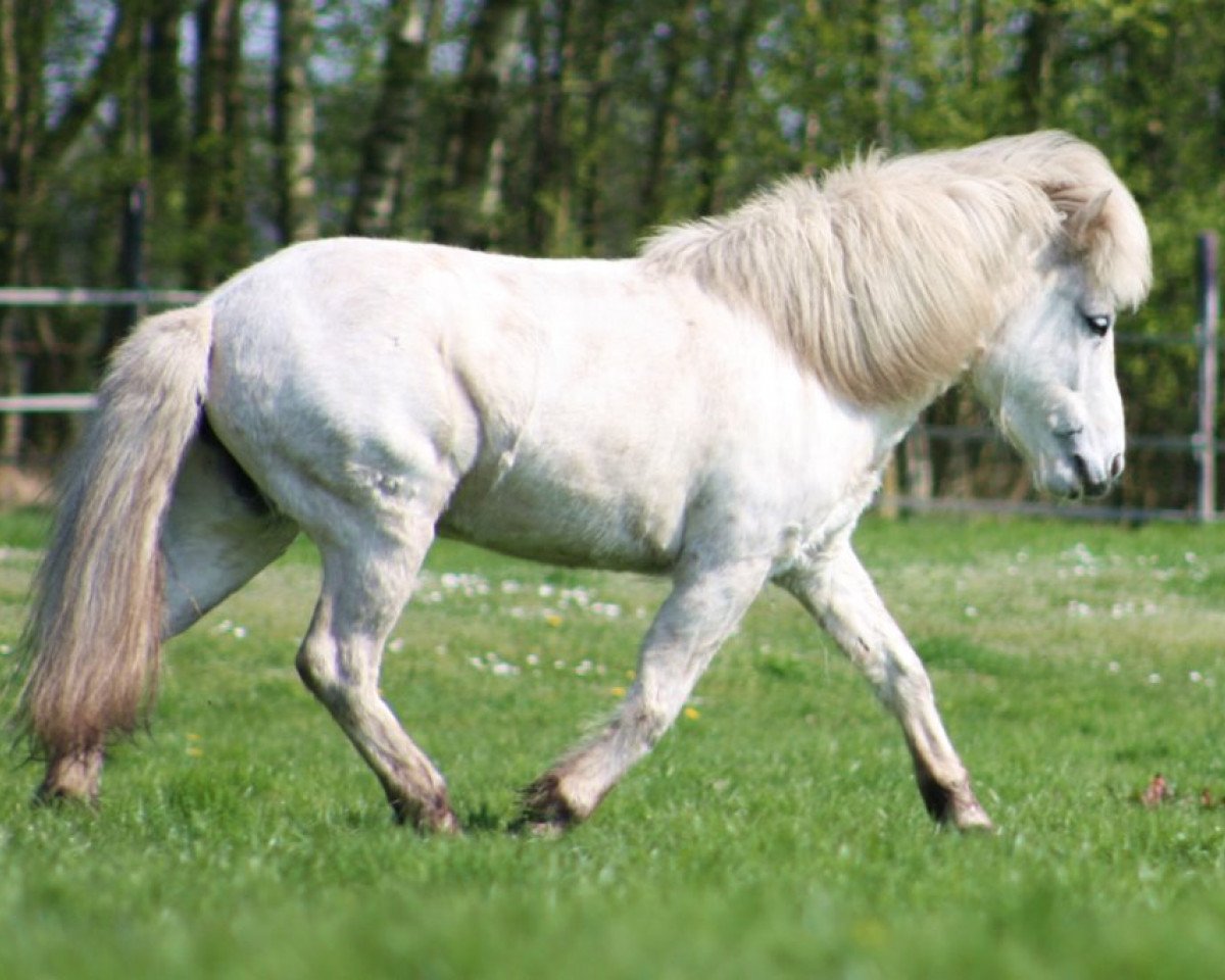 Zuchtstute Falkenhorst Gletta (Islandpferd, 2003, von Snorri vom Lachtetal)