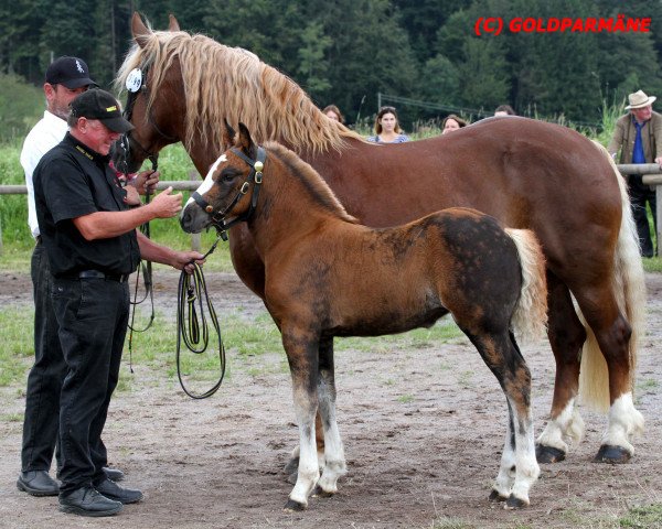 broodmare Holly Junior (Black Forest Horse, 2016, from Roter Milan)