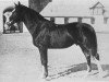 stallion Ruster (Hanoverian, 1916, from Caruso)