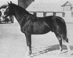 stallion Ruster (Hanoverian, 1916, from Caruso)