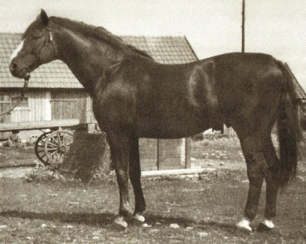 stallion Yngve I (Swedish Warmblood, 1921, from Ruster)