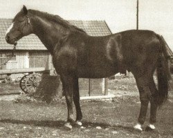 Deckhengst Yngve I (Schwedisches Warmblut, 1921, von Ruster)