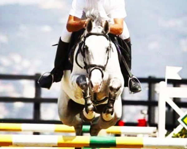 jumper Viando V (KWPN (Royal Dutch Sporthorse), 2002, from Odermus R)