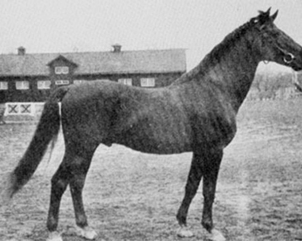 stallion Jafet (Swedish Warmblood, 1931, from Jauer)