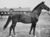 stallion Jafet (Swedish Warmblood, 1931, from Jauer)