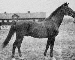 Deckhengst Jafet (Schwedisches Warmblut, 1931, von Jauer)