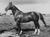 stallion Pergamon (Trakehner, 1937, from Humanist)